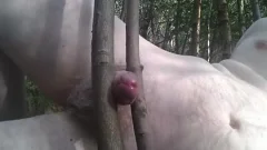 Rubbing My wang between Tree Branches In The Woods.