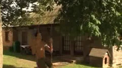 wild stud