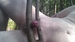 Rubbing My wang between Tree Branches In The Woods.