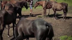 do not Ride A Horse, Ride A Cowboy