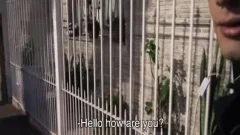 Straight Latino Tries sucking big Uncut dong