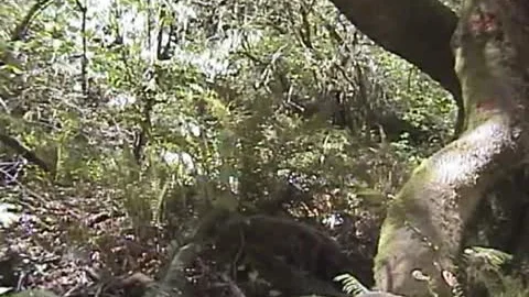 10-Pounder engulf Woods - Factory clip