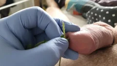 Experimenting With Stinging Nettles