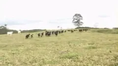 Cowboys