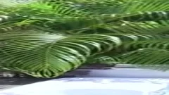 monstrous penis Twibk BB bonks Pal
