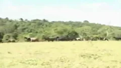 Cowboys